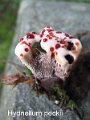 Hydnellum peckii-amf905-1